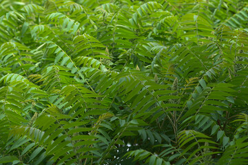 Natural green background with leaves. Green leaves in daylight.