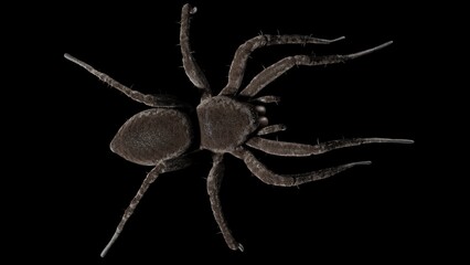 Dark big spider on a black background.