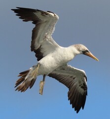 seagull in flight, nazca booby juvenile 