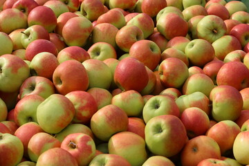Fresh picked green red apples lying in a pile in the shop, colorful fruits picture for demo