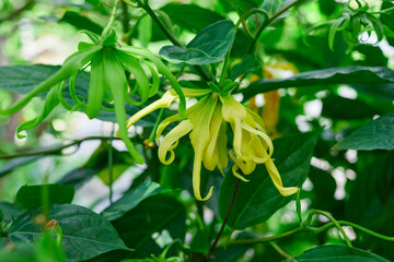 Close-up view of Ylang-ylang flower blooming on tree branch


