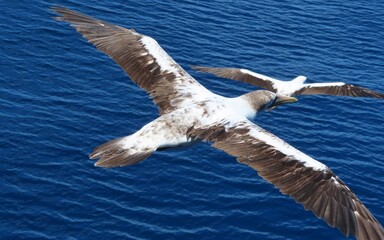 seagull in flight, nazca booby juvenile, wildlife 