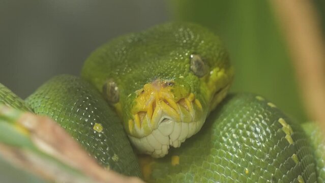 The green tree python (Morelia viridis). The species is native to New Guinea, some islands in Indonesia, and the Cape York Peninsula in Australia. 