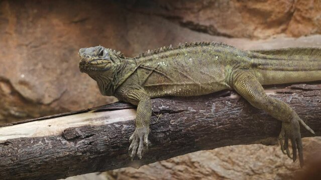 Iguanas are large mobile lizards with strong paws, sharp claws and a long strong tail. They eat plant matter. Popular zoo animals.