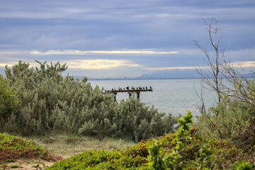 coastal view with trees and birds on pier in sea