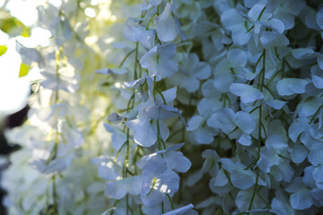flower arrangements
white, artificial flower on sunshine background