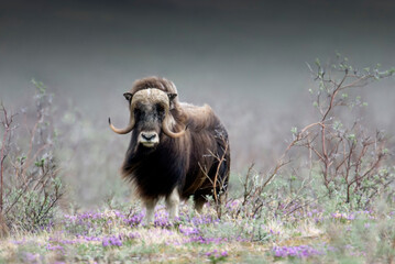 Musk Ox close up front head view in the Arctic

