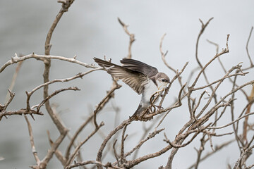 bird on bare twigs landing on branch close up