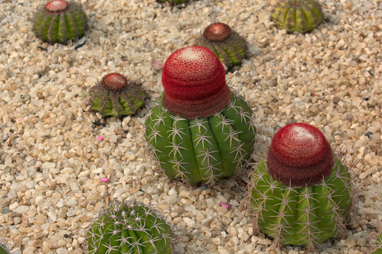 Melocactus cactus with large reddish-colored cephalium on sand-colored stones