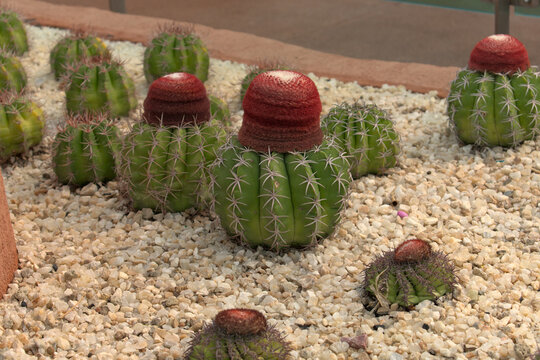 Specimens of Melocactus braunii, some with a large cephalium