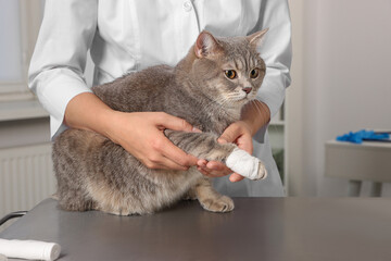 Veterinarian holding cute scottish straight cat with bandage on paw at table indoors, closeup