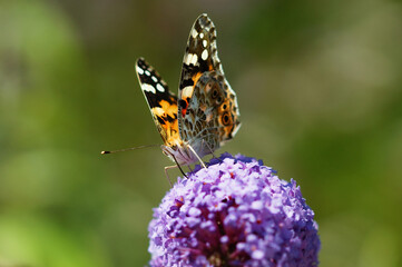 Butterfly is sitting on a colorful flower