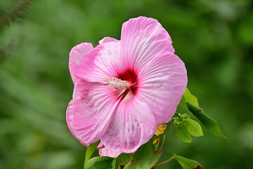 of plants that bloom during the autumn