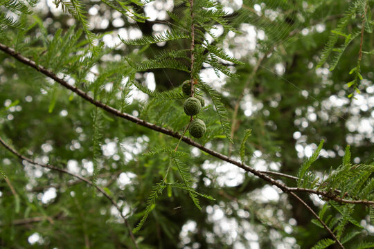 Green fruits on a tree