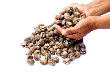 Closeup hands hold fresh cockles on white background. Concept : Prepare cooking. Natural seafood. Food ingredients that can be cooked in variety delicious menu. Popular Thai seafood.          