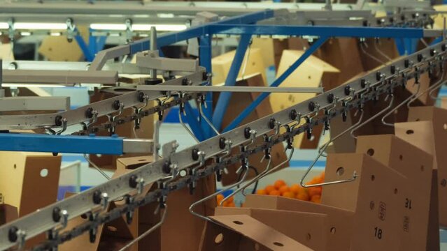 Industrial modern tech production sorting line of ripe tasty citrus fruits in packing plant. 4k. 1