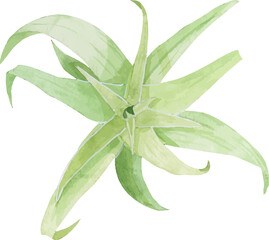 succulent, succulents, watercolor, plant, cactus, aloe vera, hand drawn, Botanical, paint, botanica, natural