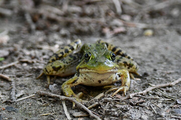 Close up of a Northern Leopard Frog sitting on the forest floor