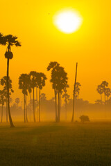 Fototapeta na wymiar Morning sunrise on green paddy rice plantation field with palm tree and fog
