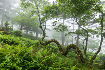 大峰山、紀伊山地の霊場と参詣道