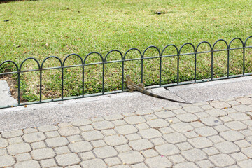 Iguana walking on cobblestone floor entering the grassy area in the park.