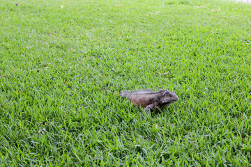 Iguana walking on the grass.