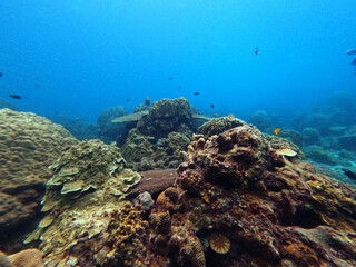 Fototapeta na wymiar coral reef is an underwater ecosystem characterized by reef-building corals. 