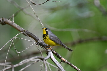 Close up of a colorful male Canada Warbler bird
