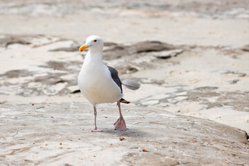 Seagull walking on sanding beach