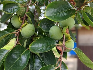 green immature persimmon