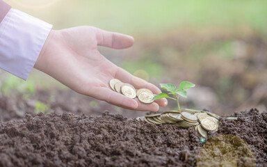 Hand giving coins to stacks of coins in graph shape with a young plant. Investment Concept.