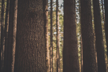 Tall and straight pine forest