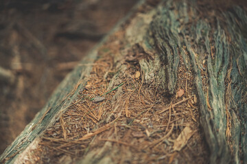 Dirt and needles collected in fallen tree