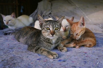 Four cats lay together on the blankets.