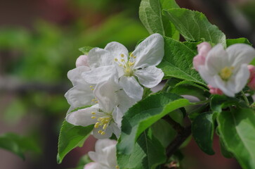 Malus x cerasifera (Hime-ringo) , Close-up of blooms