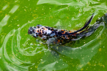 Coi Fish swimming in a pond at a butterfly garden in Pine Mountain Georgia.