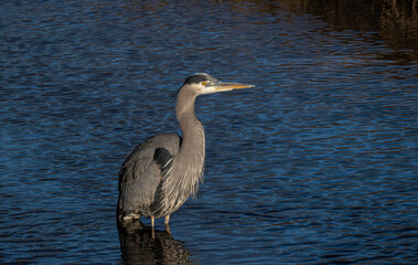 great blue heron