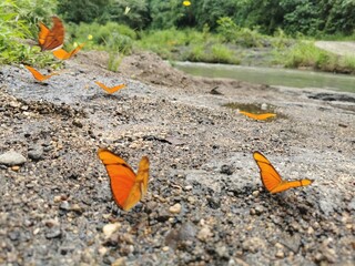 Butterflies on river