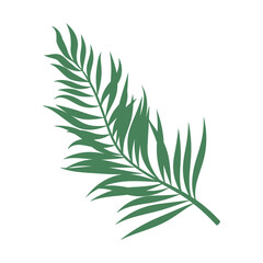 Fototapeta premium palm leaf plant