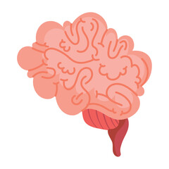 brain human organ