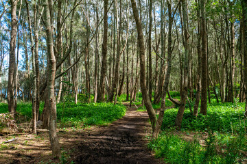 Exploring deep creek reserve in North Narrabeen
