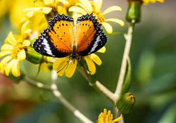 Leopard Lacewing Butterfly in a butterfly garden in Pine Mountain Georgia.