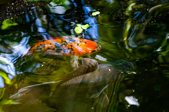 Coi Fish swimming in a pond at a butterfly garden in Pine Mountain Georgia.