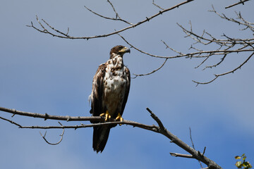 Young Juvenile Bald Eagle sits perched alone in a tree