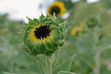 咲き始めのひまわり
