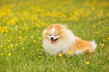 Happy Pomeranian sitting in a buttercup field