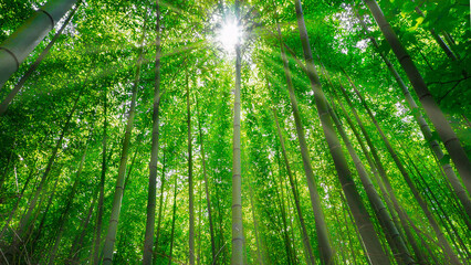 Ecology concept and image of bamboo forest with sunlight - obrazy, fototapety, plakaty
