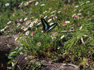 Graphium sarpedon (アオスジアゲハ)