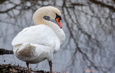 Fototapeta premium swan in winter