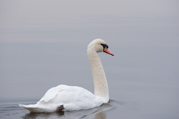 swan on the lake